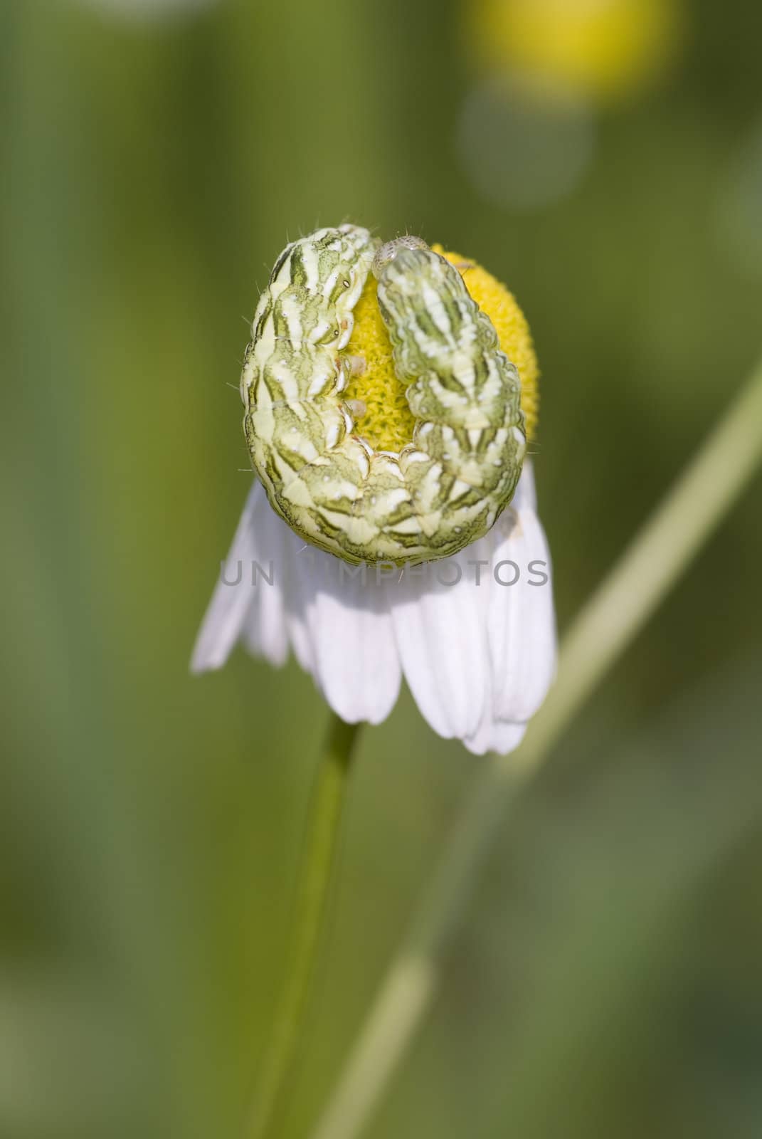 caterpillar green striped hangs on flower camomile