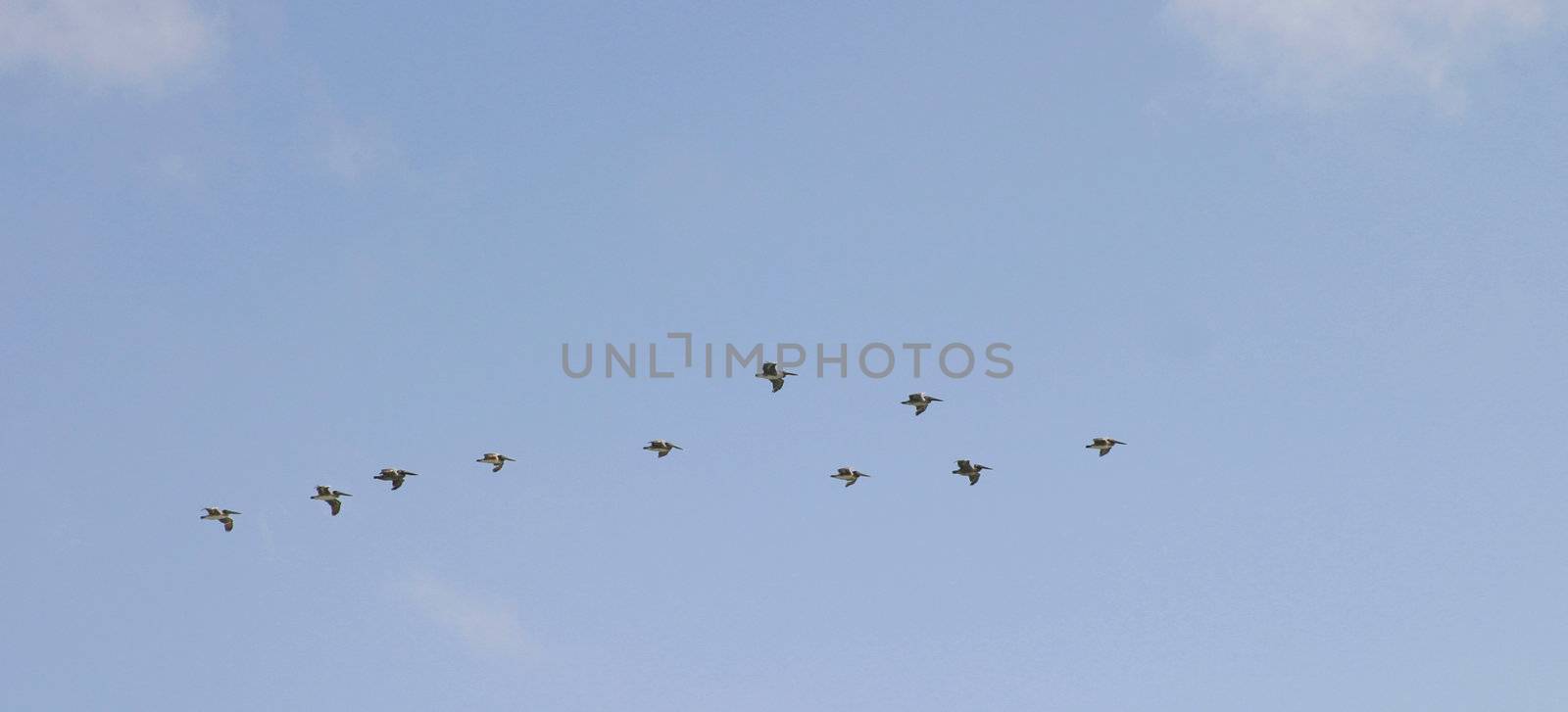 Pelicans flying in a group with a blue sky in the background.