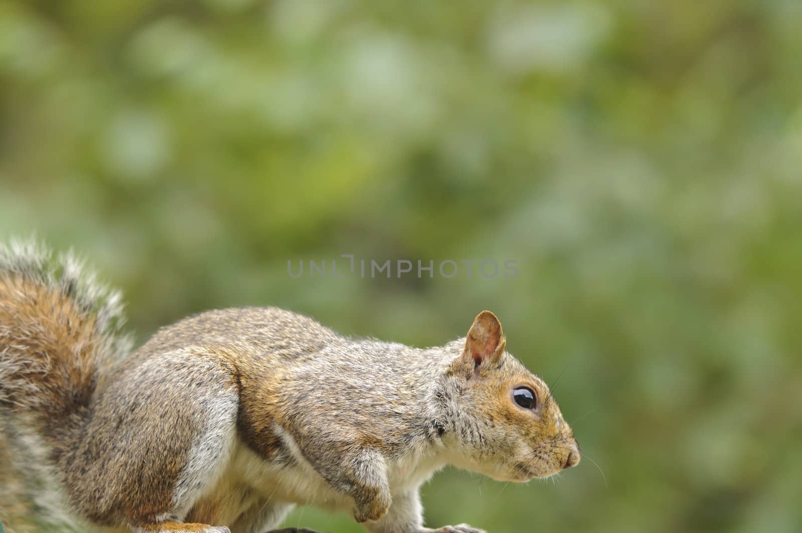 Close up of a young Grey squirrel (Sciurus carolinensis)