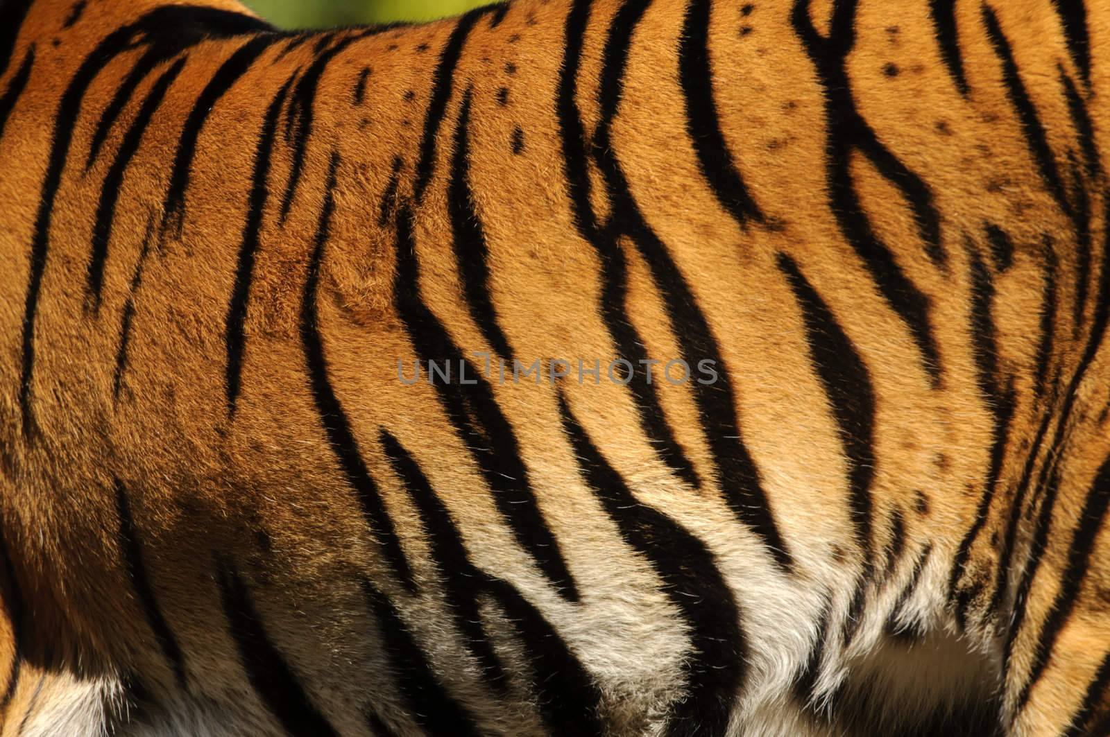 Closeup of Sumatran Tiger (Panthera tigris sumatrae)