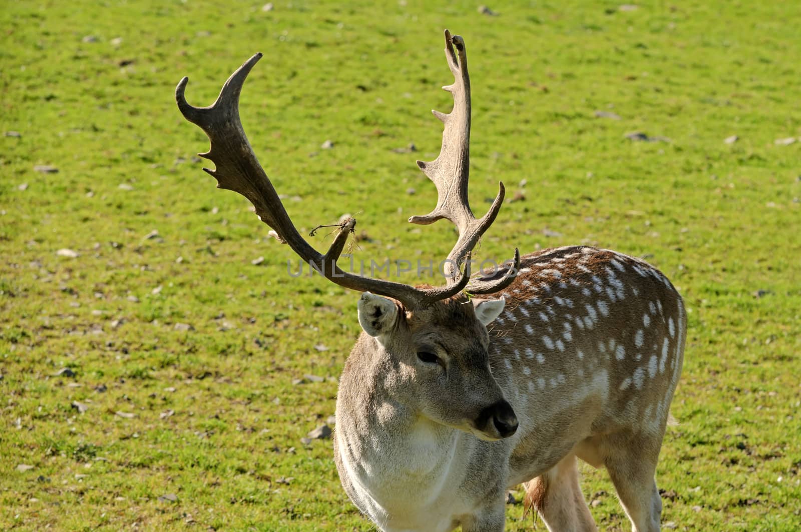 Close up of a Fallow Deer buck (Dama dama)