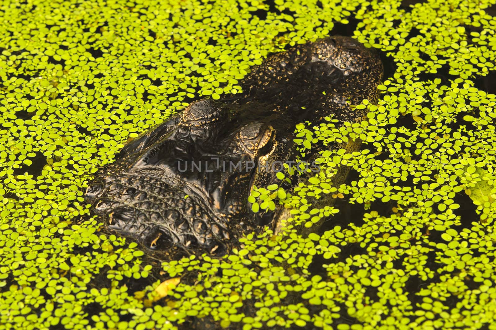 Close up of an Alligator (alligator mississippiensis)