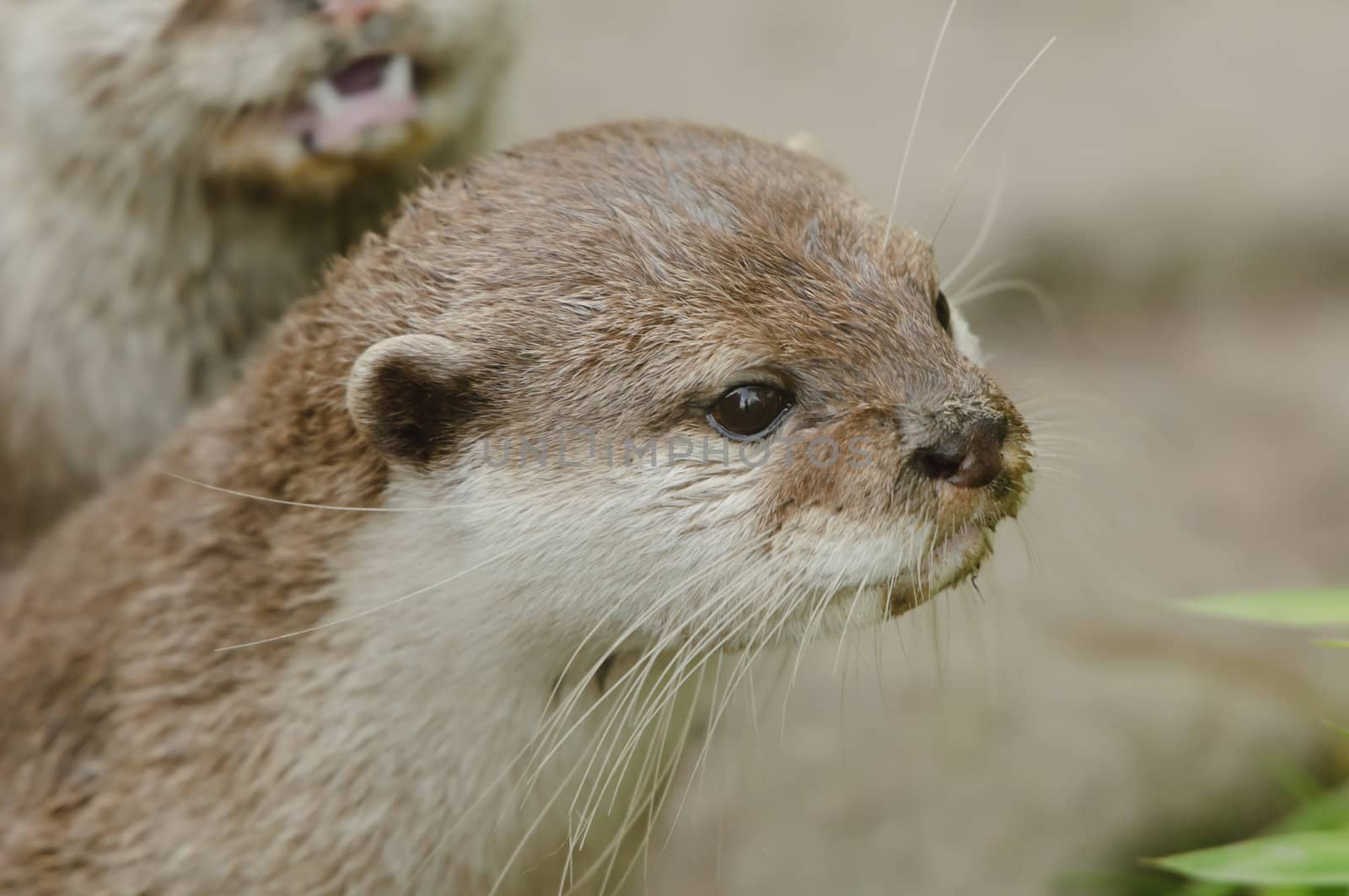 Closeup of Asian short-clawed otter (Aonyx cinerea)