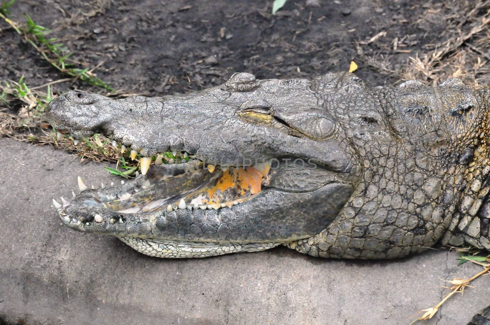 Crocodile Smiling by RefocusPhoto