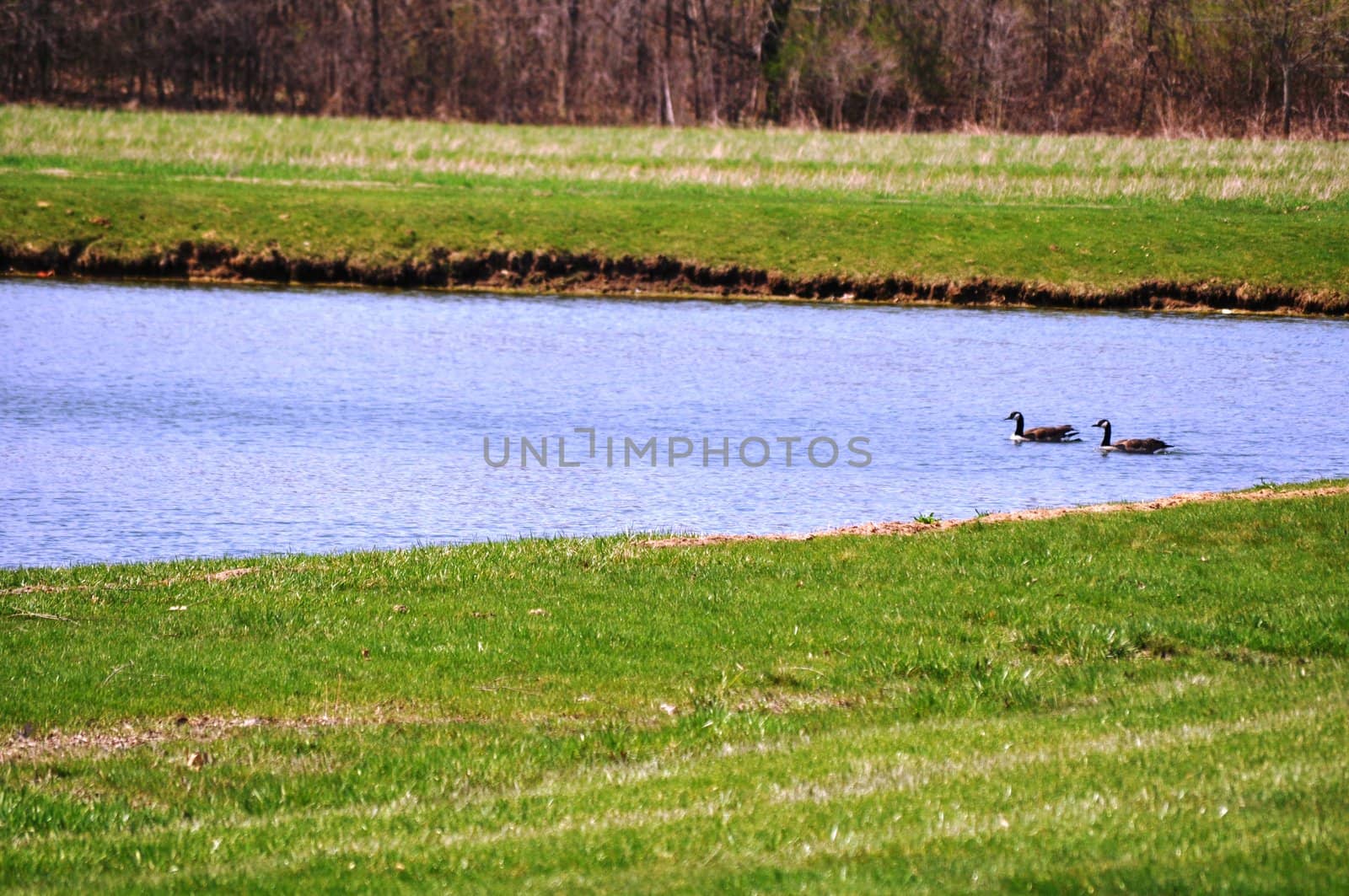 Ducks on water background