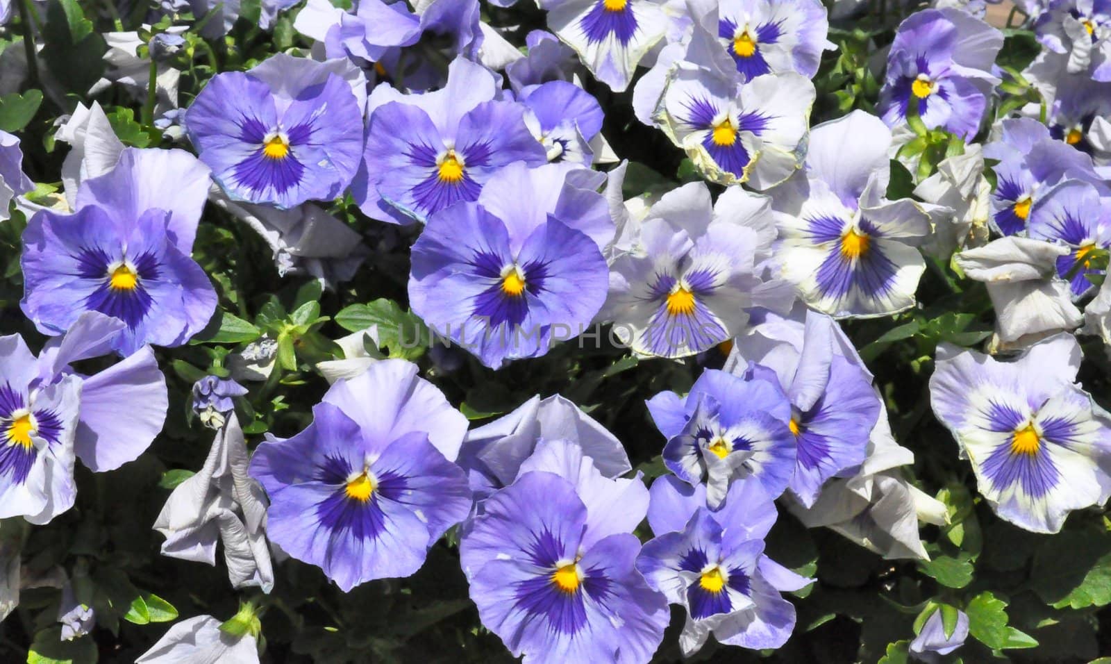 Flowers - Purple by RefocusPhoto