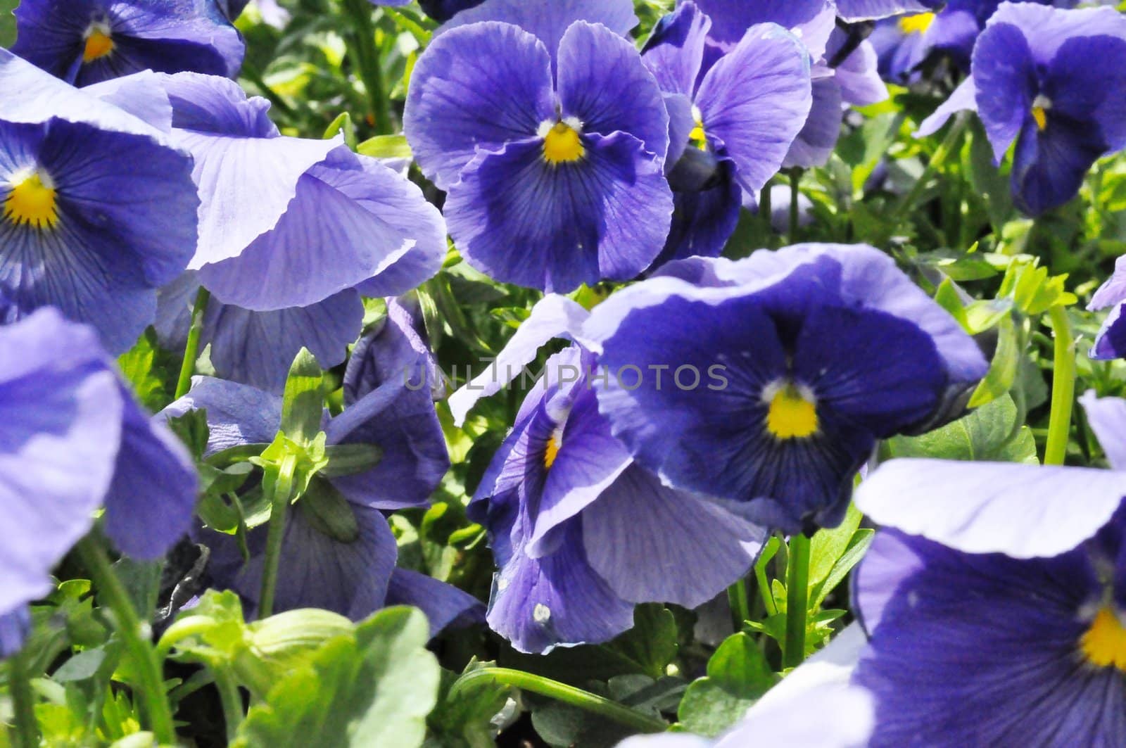 Flowers - Purple