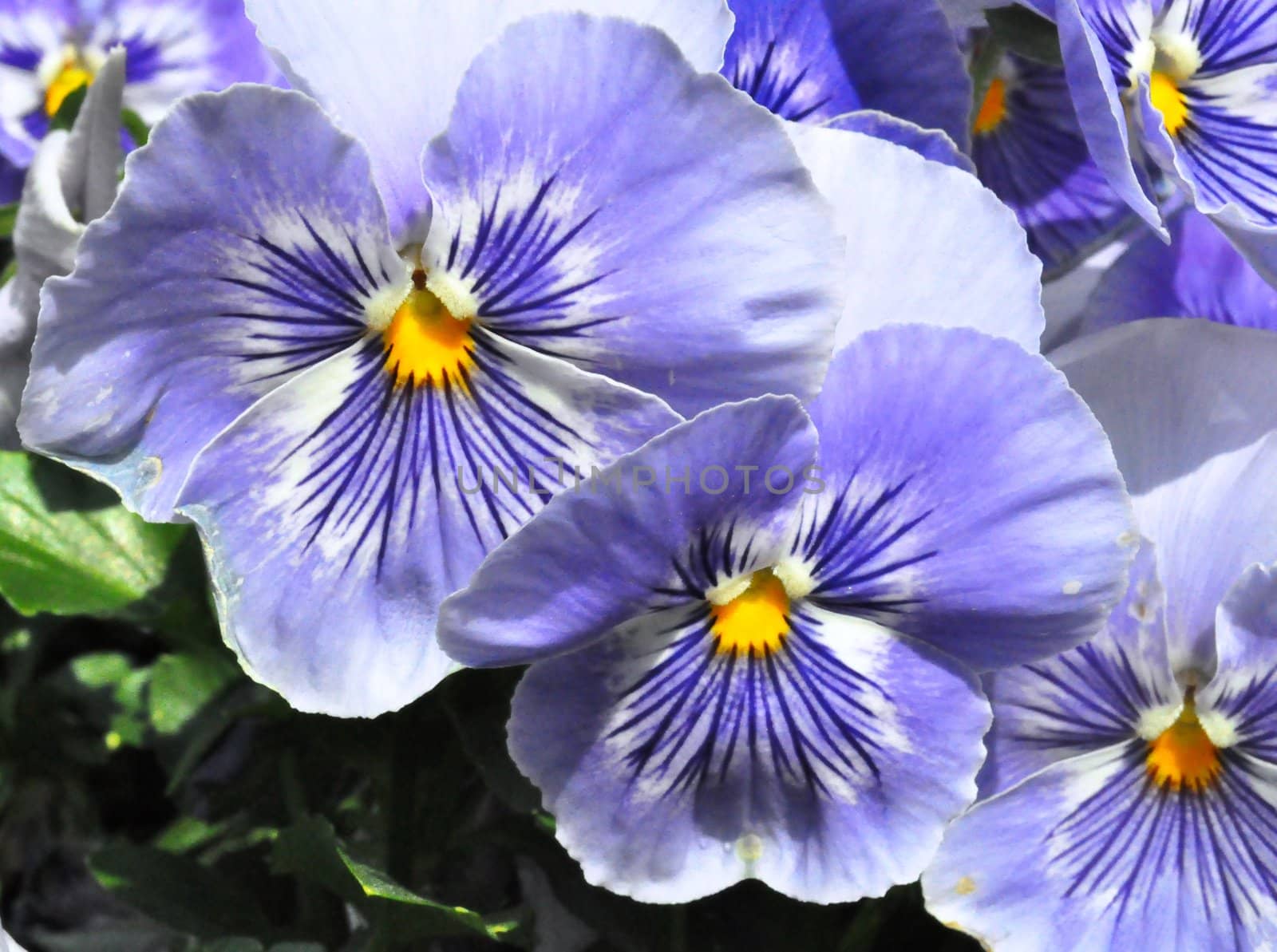 Flowers - Purple