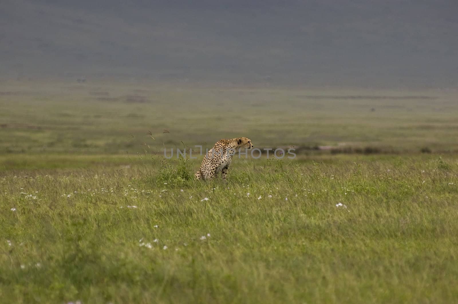 cheetah in the grass - Ngorongoro Crater