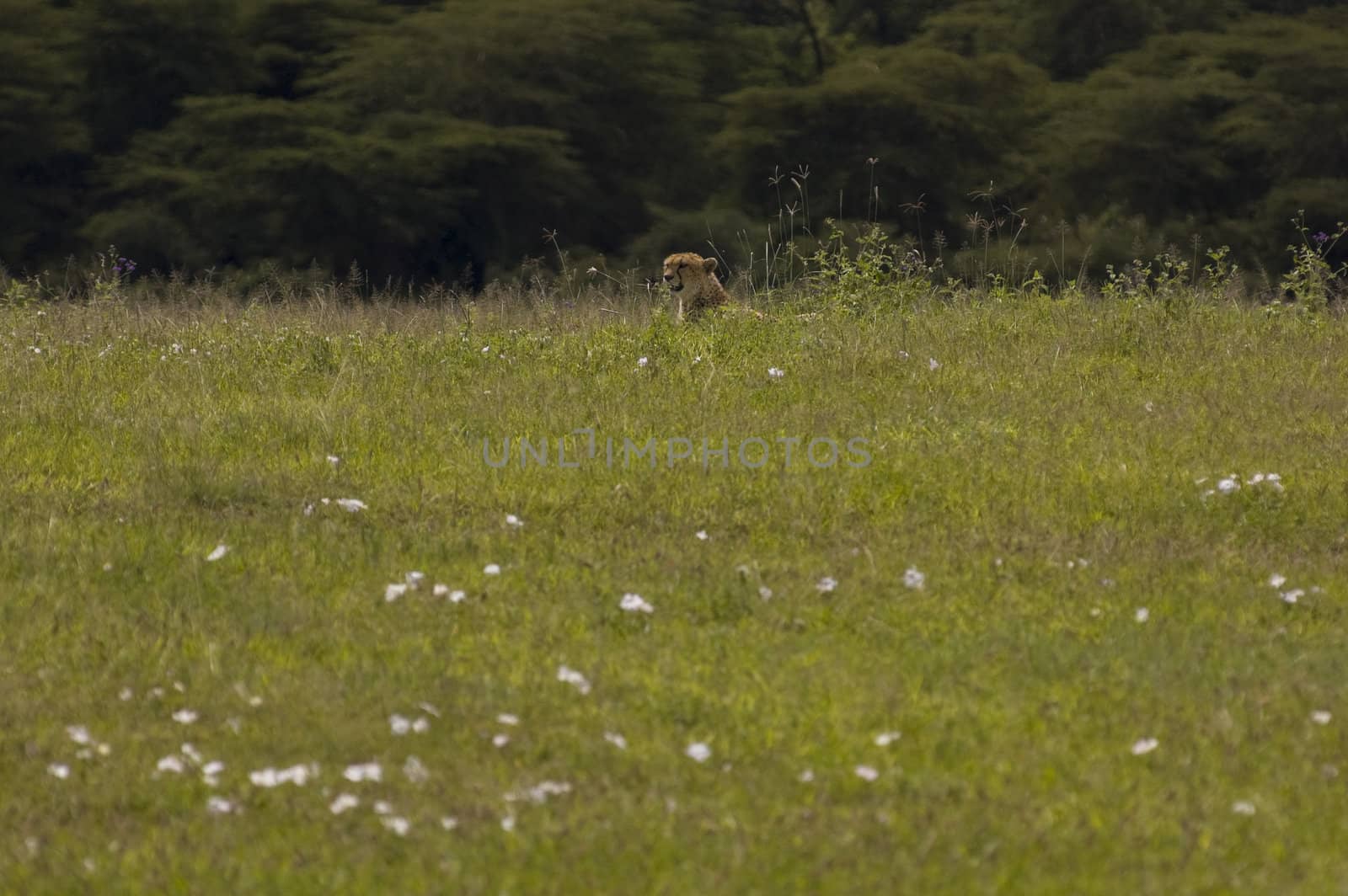 cheetah in the grass - Ngorongoro Crater