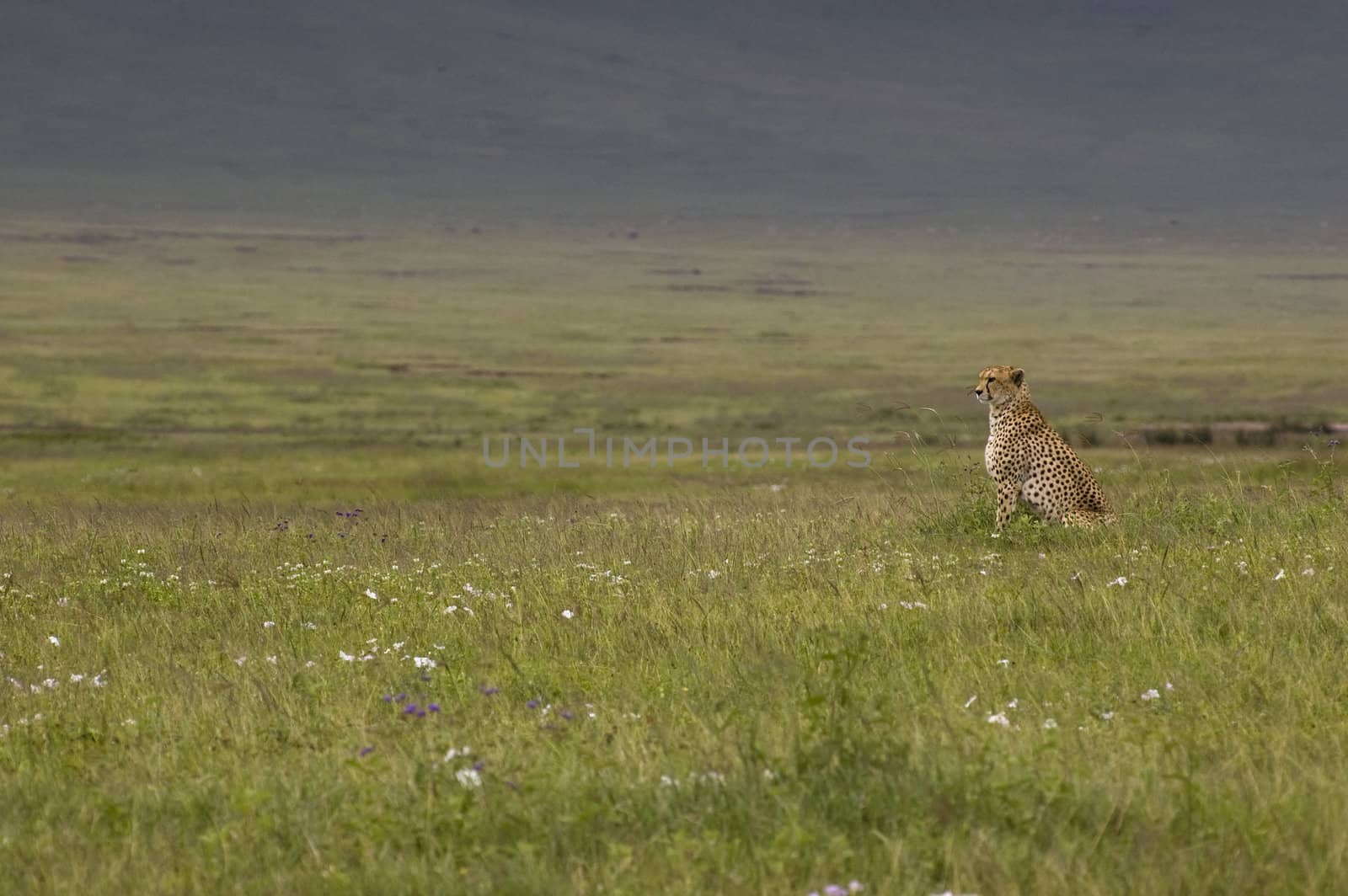 cheetah in the grass, Ngorongoro Crater, Tanzania