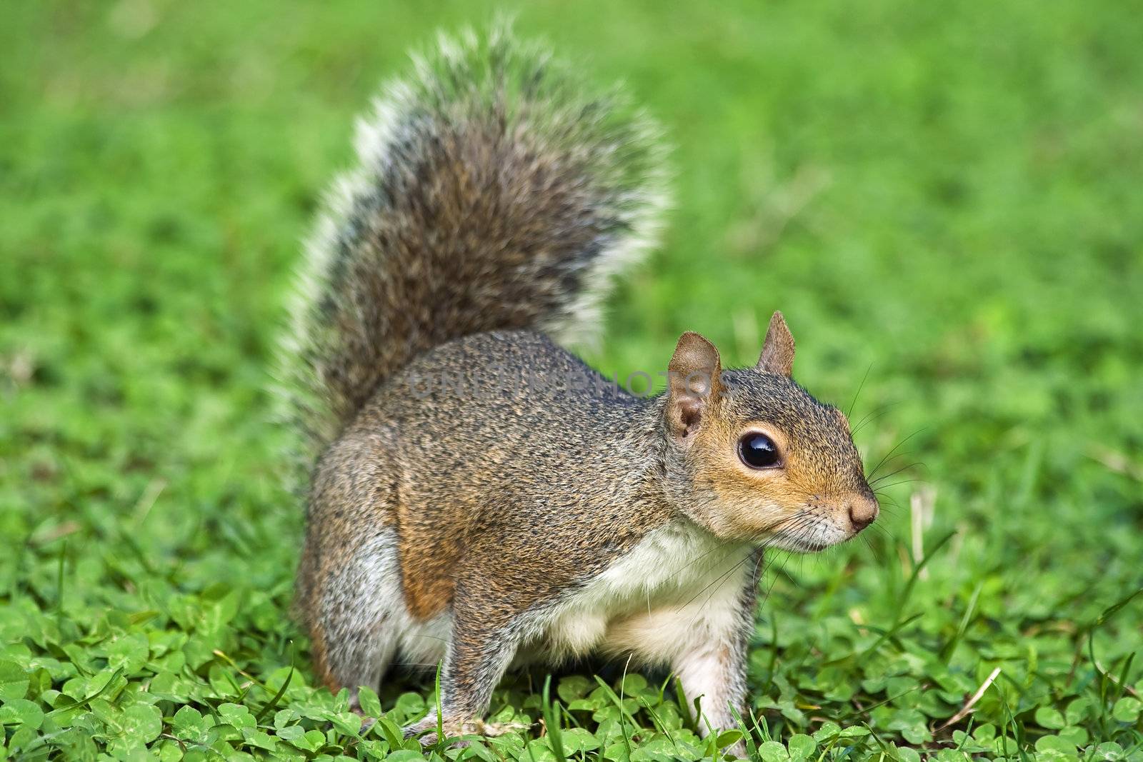 Little curious squirrel on a clover meadow in Italy