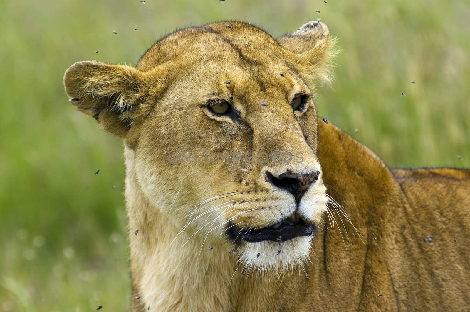Lioness close-up - Safari in the Serengeti National Park - Tanzania