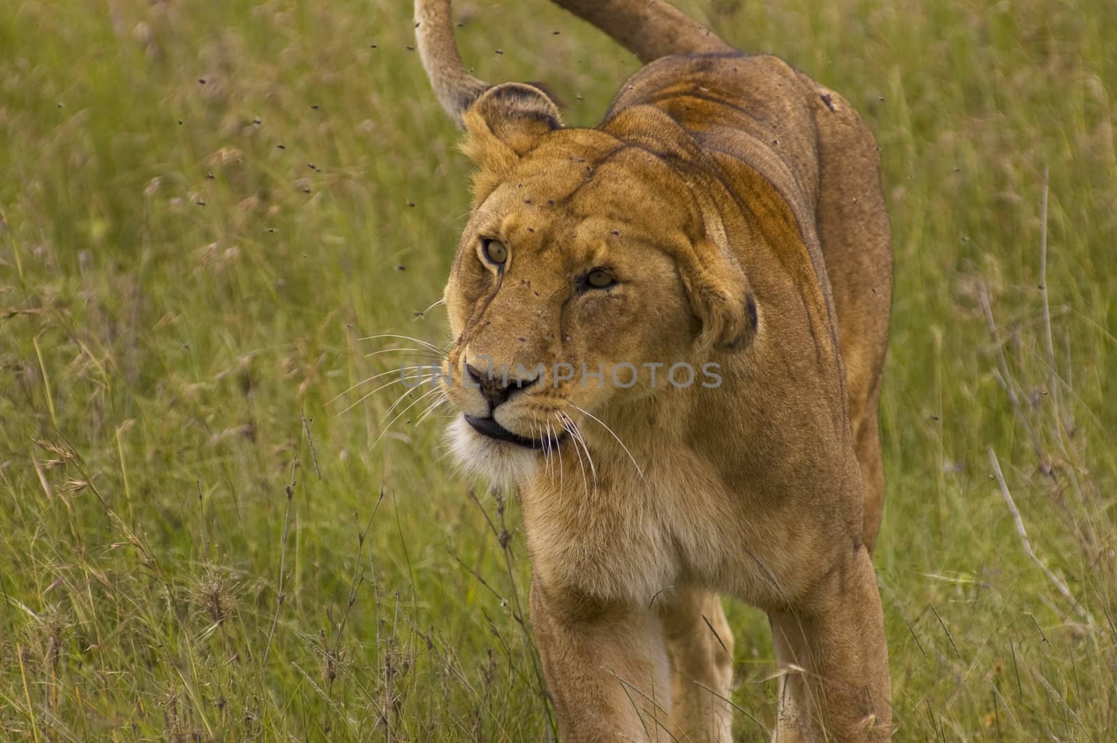 Lioness close-up - Safari in the Serengeti National Park - Tanzania