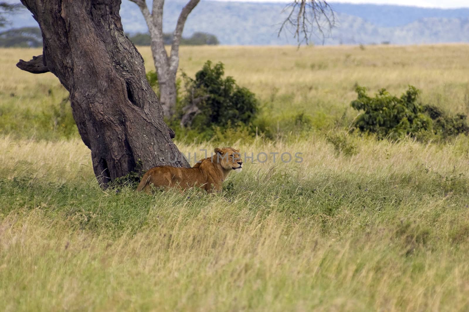 Lioness under the acacia tree - Safari in the Serengeti National Park - Tanzania