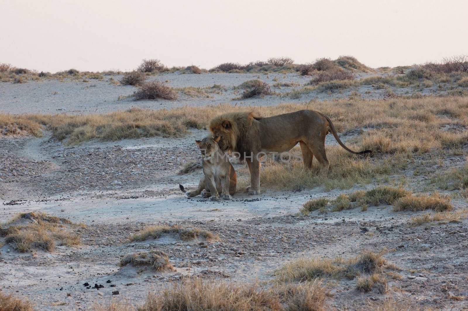 Lion couple in love - Safari in the Etosha National Park - Namibia