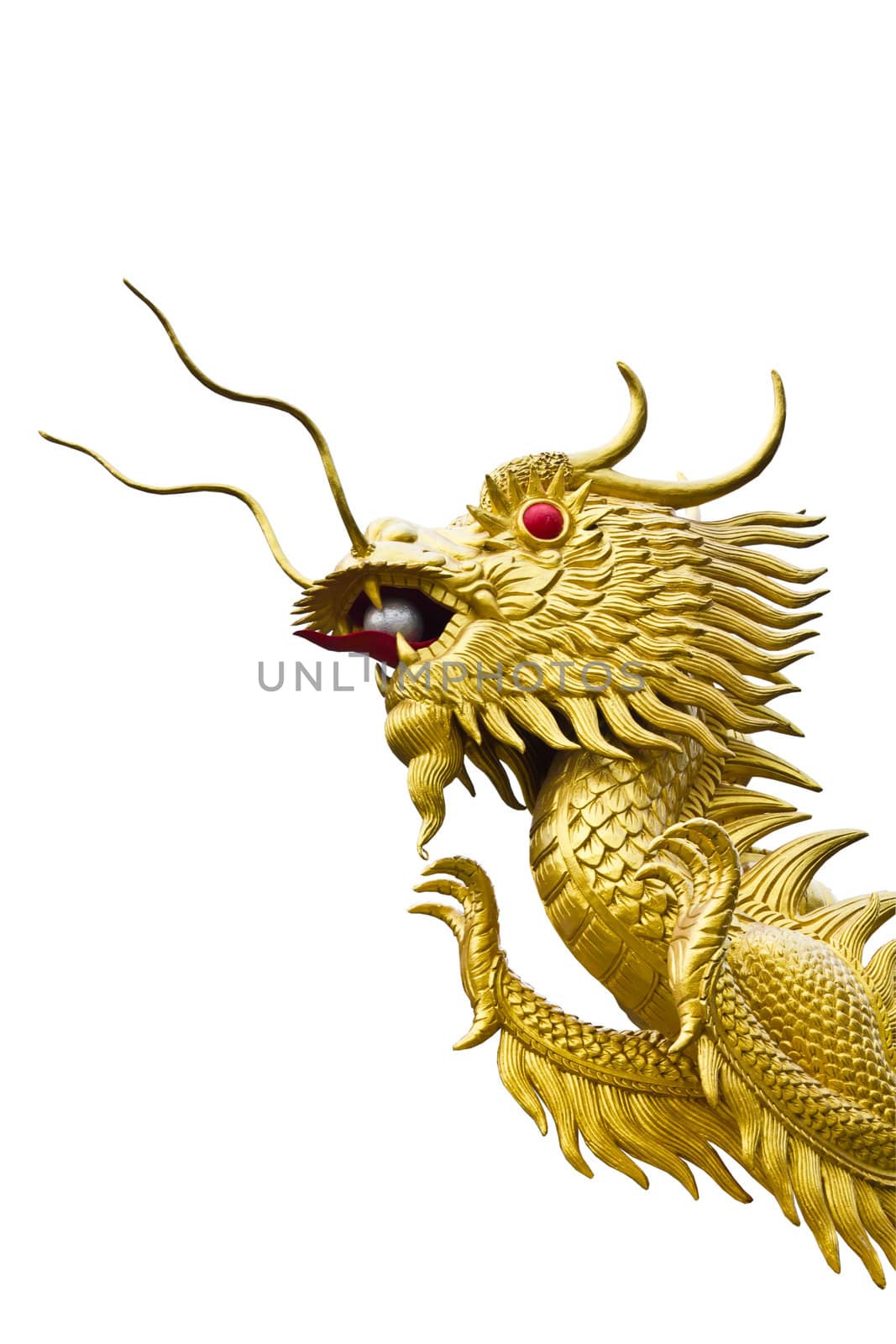 Golden dragon head  statue on white background