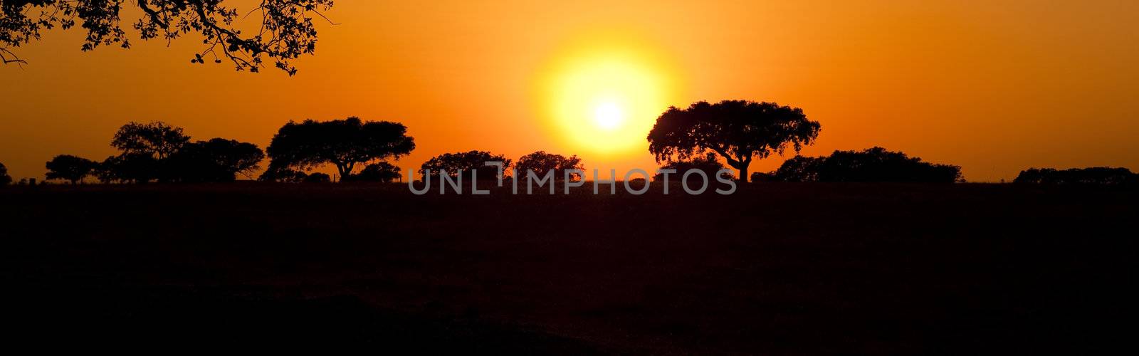 Beautiful landscape image with trees silhouette at sunset - Alentejo, Portugal
