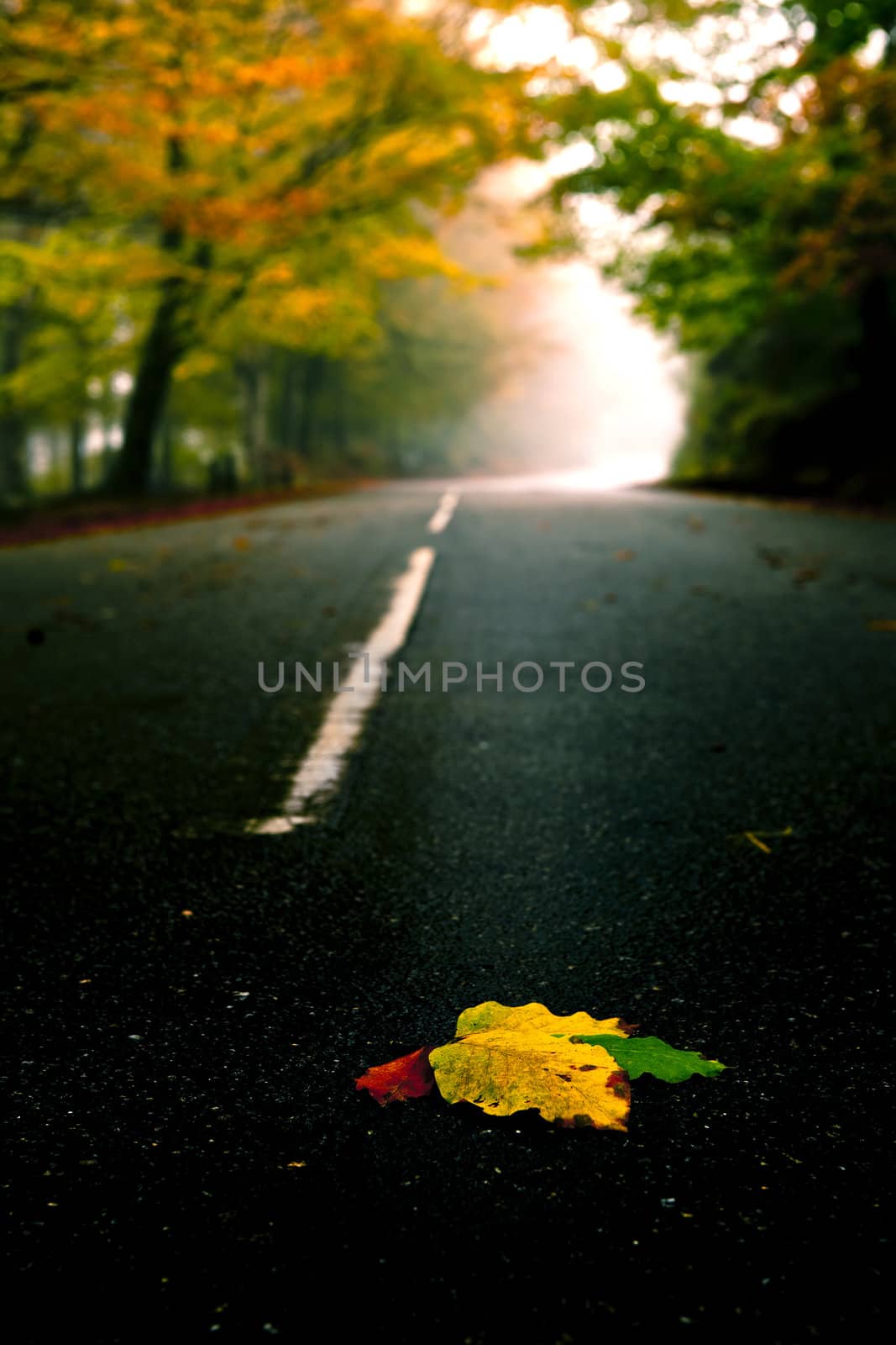 Leafs on the road by Iko