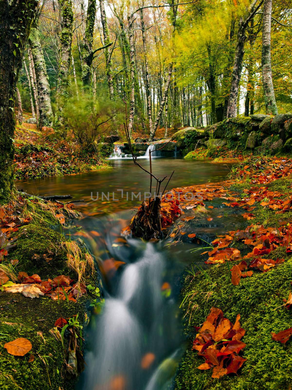 Beautiful river flowing by the forest during the Autumn season
