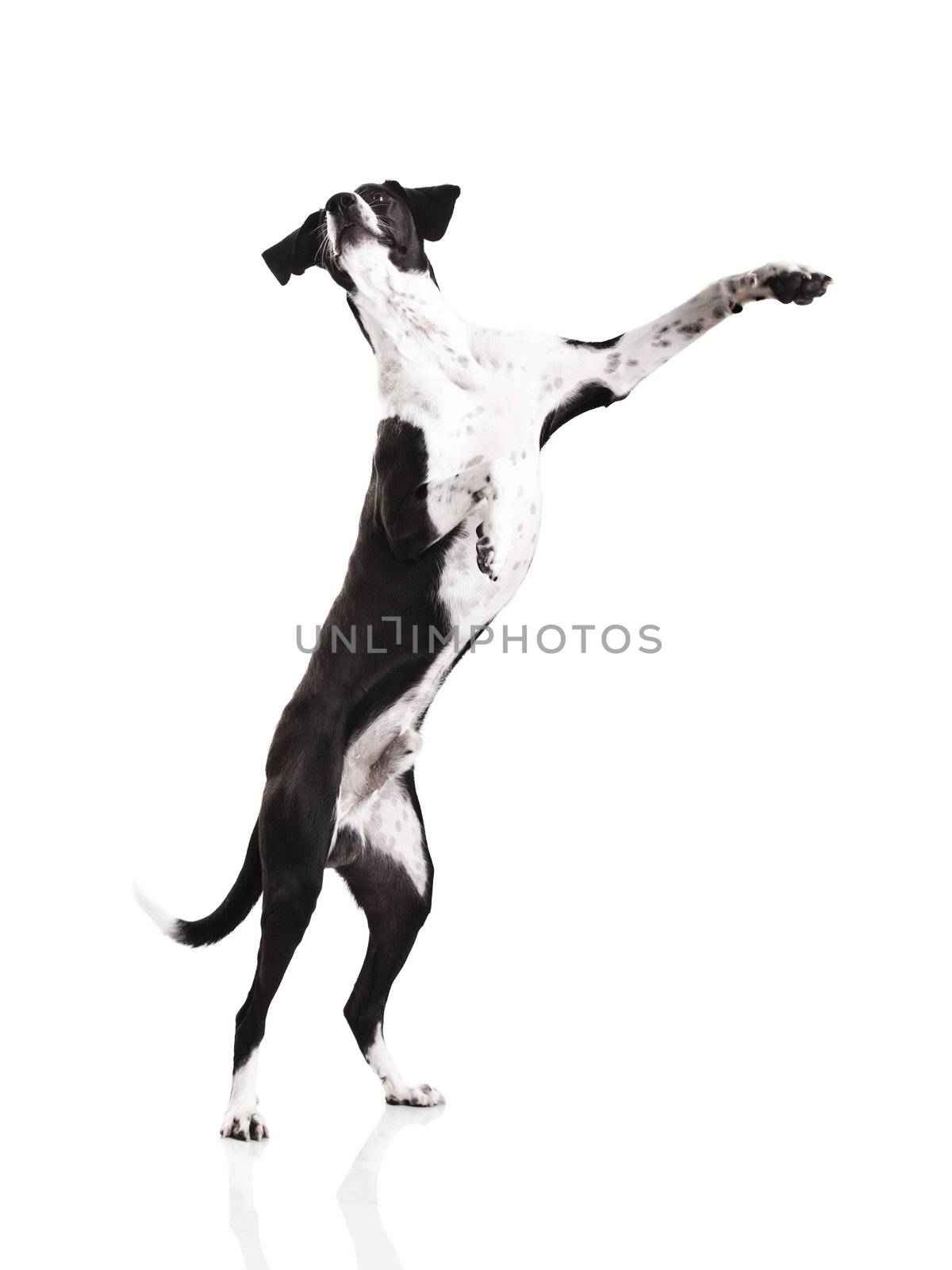 Beautiful mixed breed dog, standing over white background
