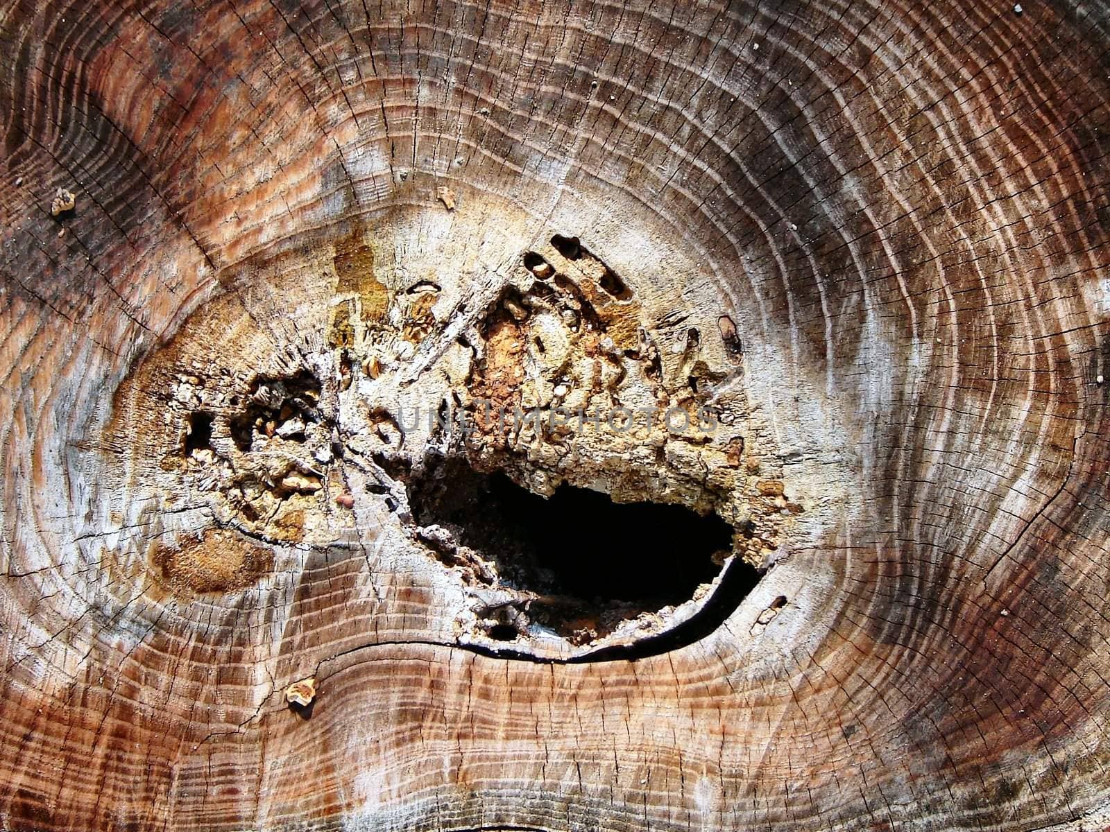 Texture Tree Rings  by RefocusPhoto