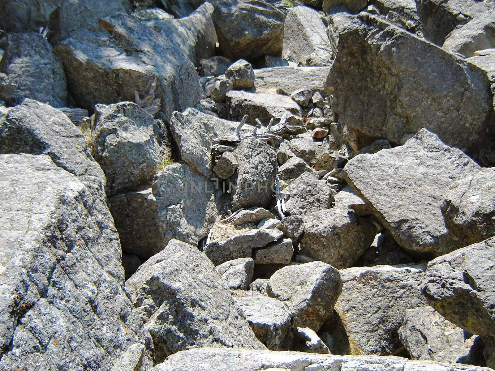 Rocks and Branches