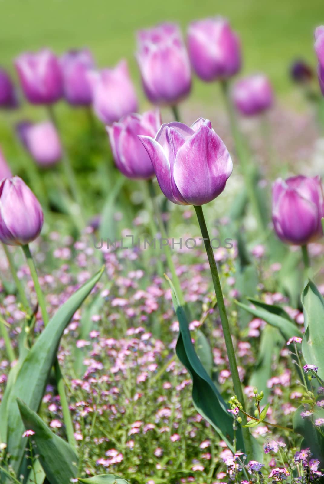 purple  tulips natural floral backgrounds outdoor