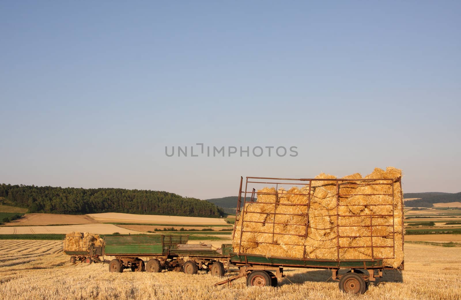 trailers with straw bales on harvested field