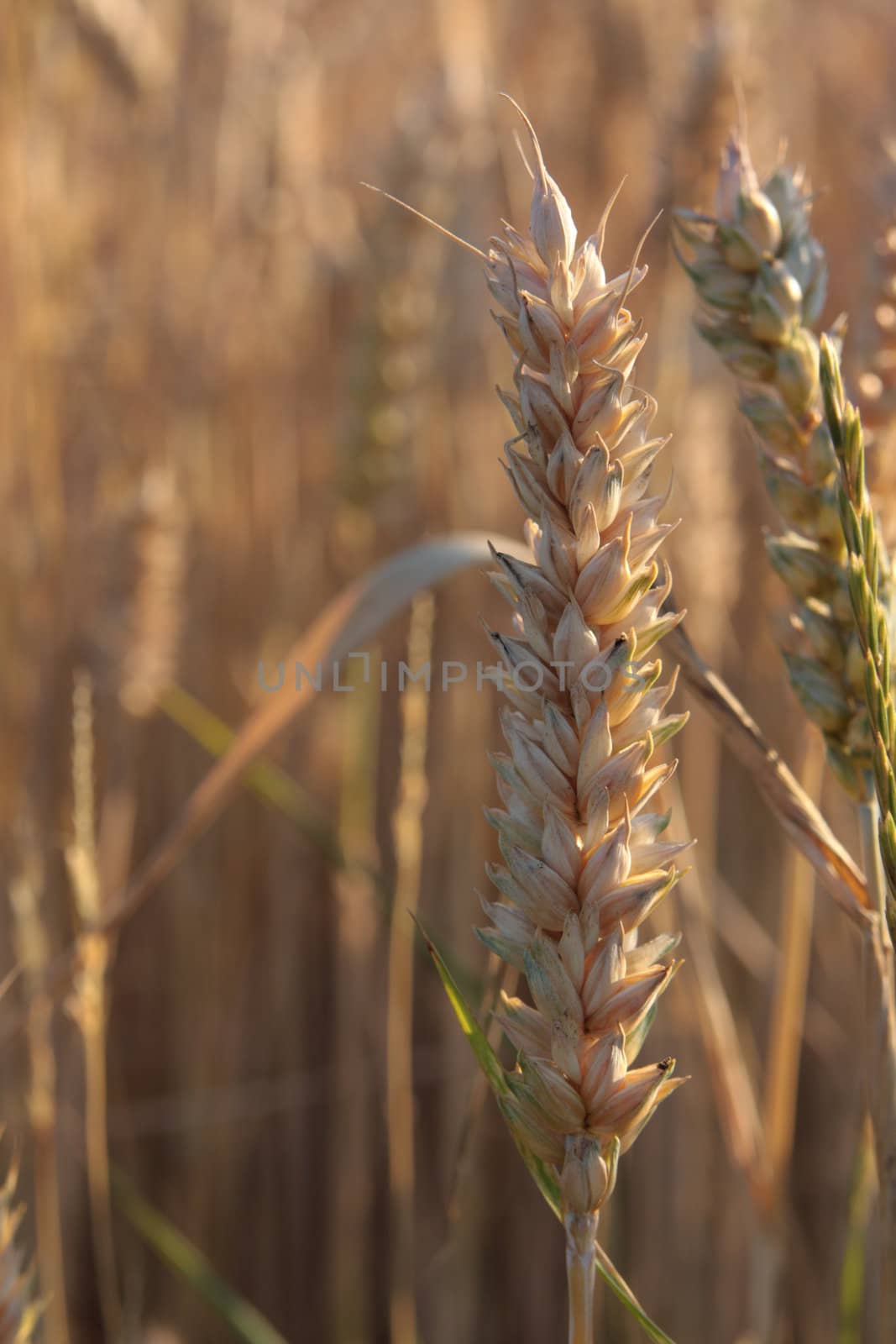 wheat field detail by derausdo