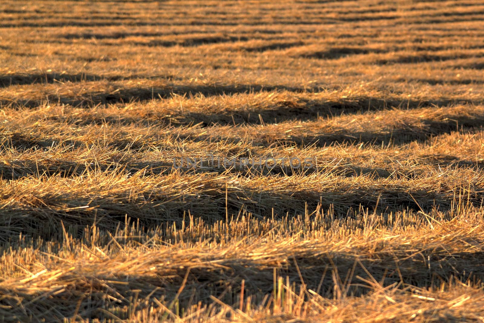 detail of straw on harvested field