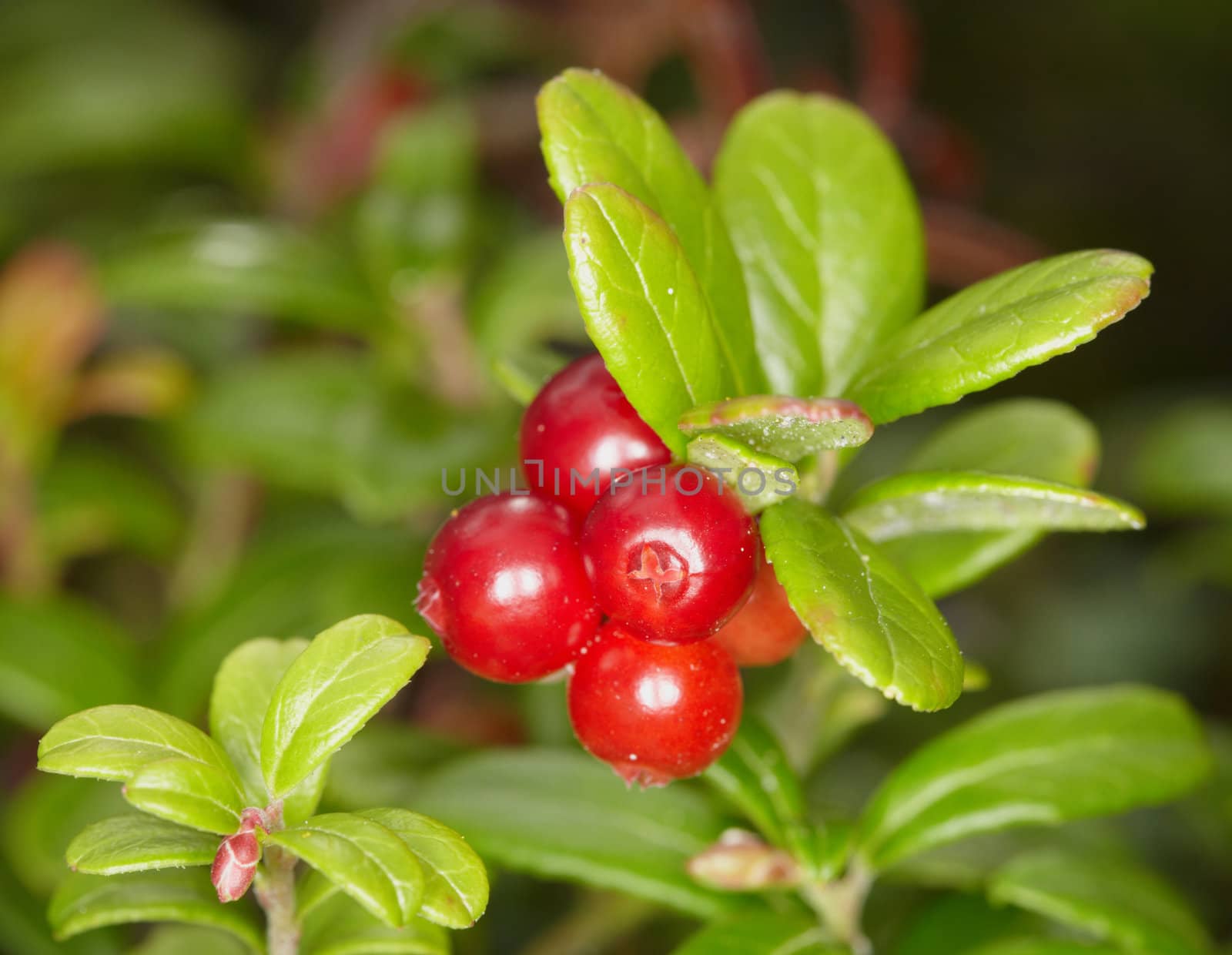 Ripe berries of a cowberry close up