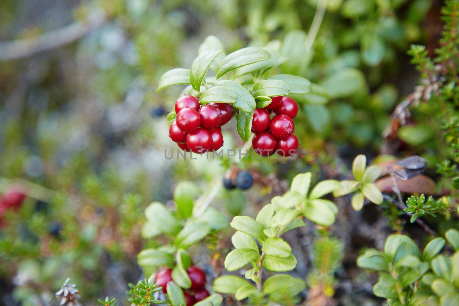 Ripe red berries of a cowberry in wood close up