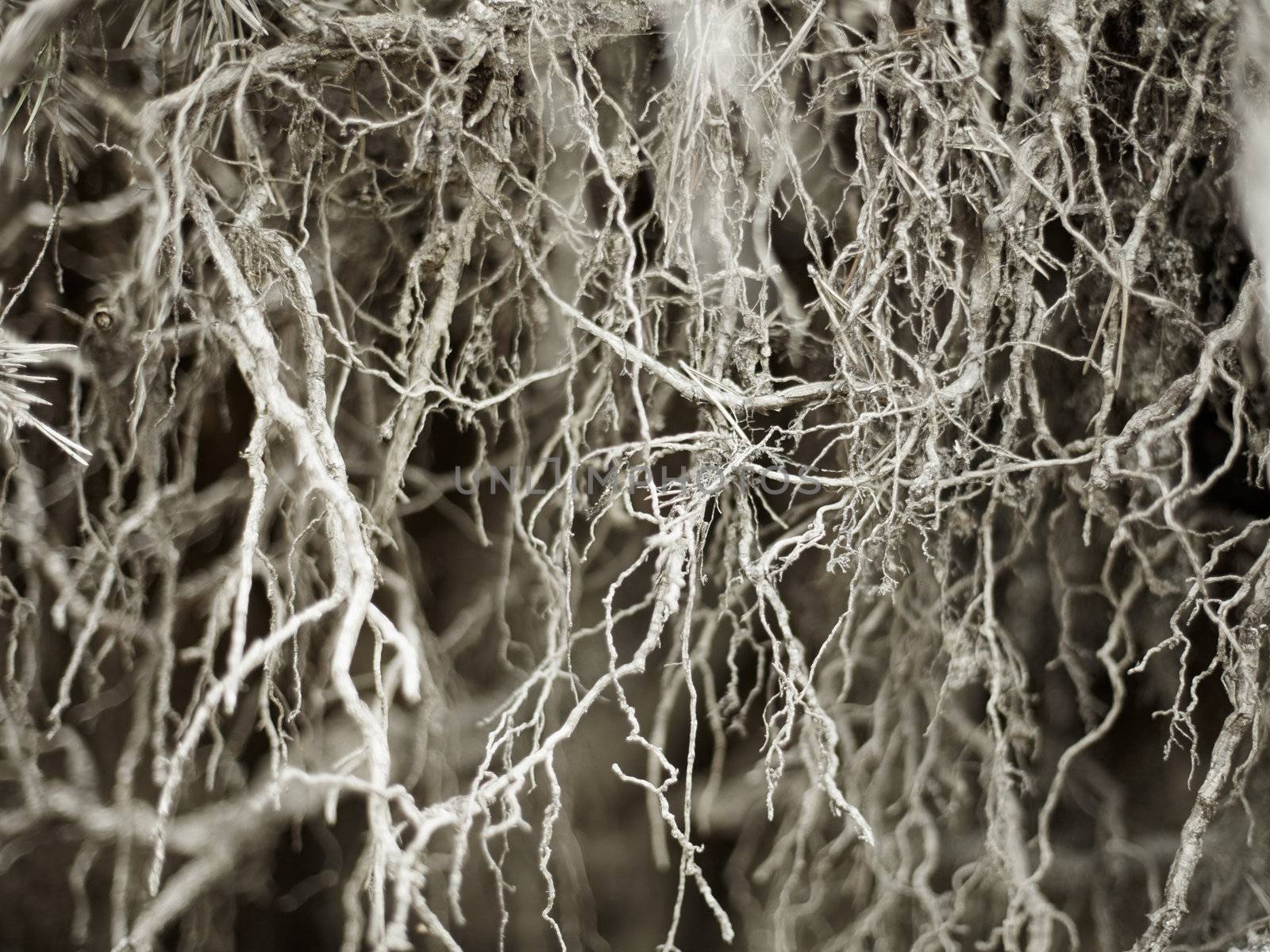 The bared root system of an old tree - a background