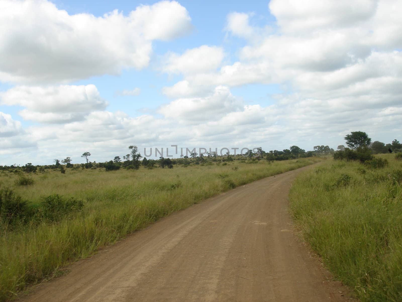 beautiful landscape view of a savana in South Africa