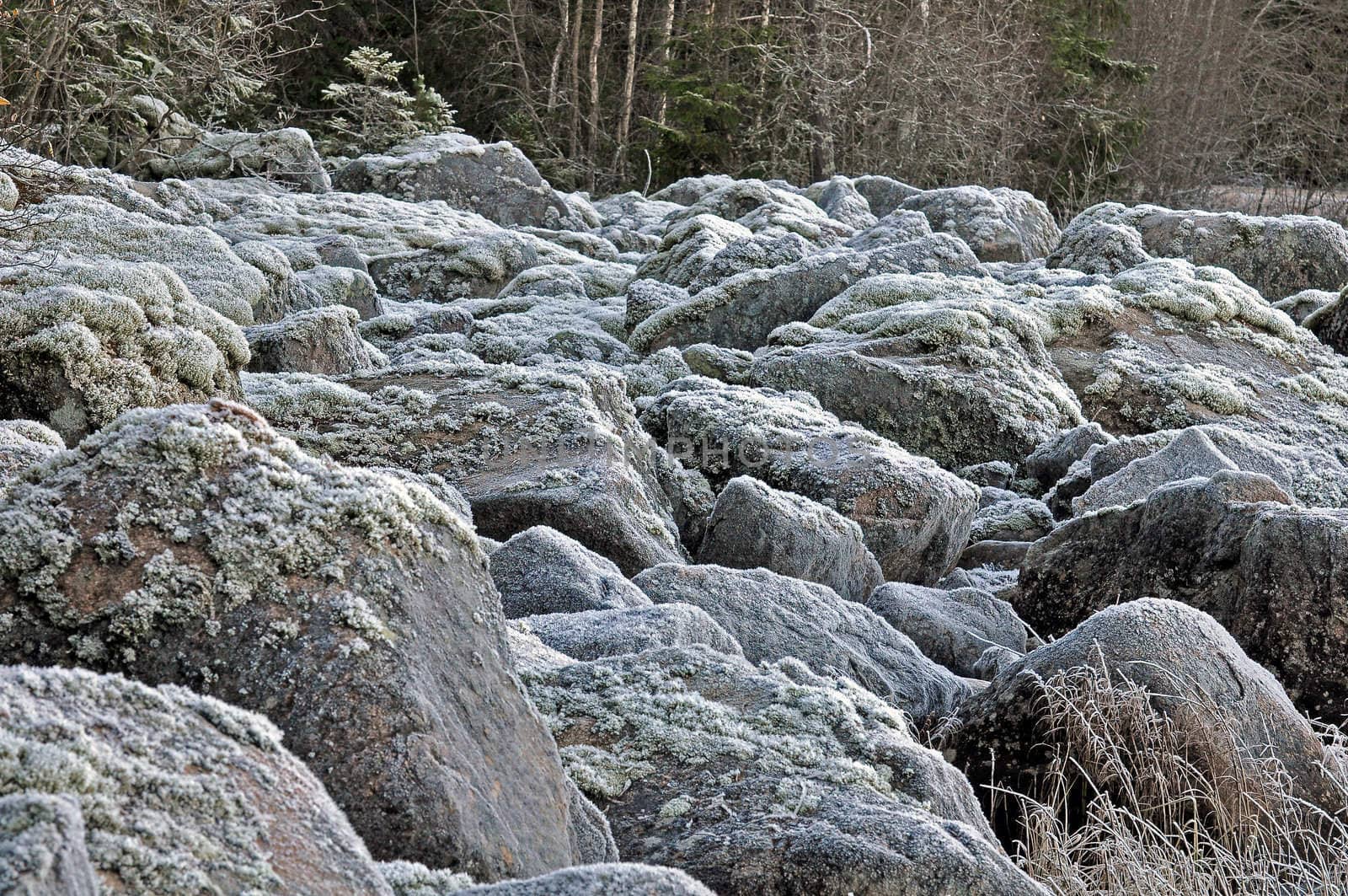 Cold stones covered with frost in the swedish nature.