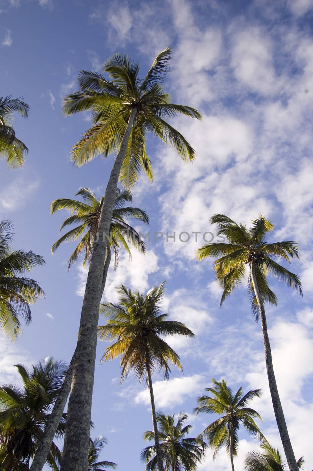 Palm-tree on the blue sky