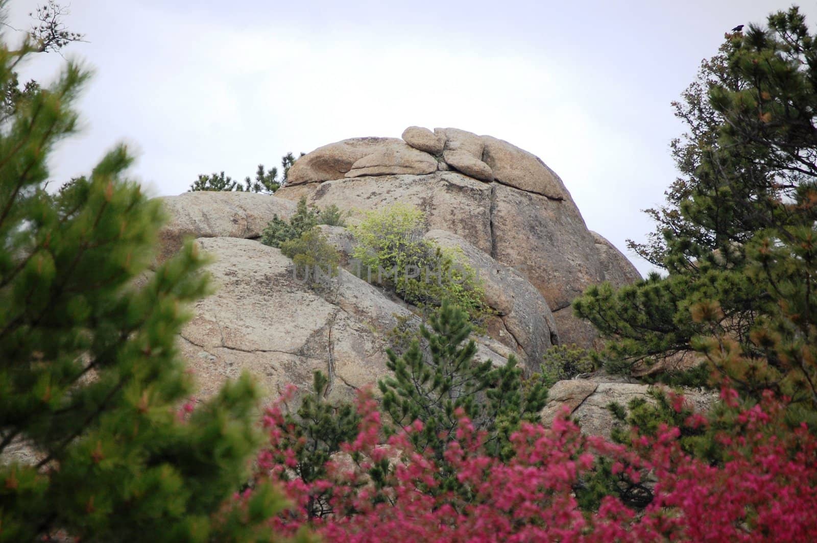 Rocks and trees