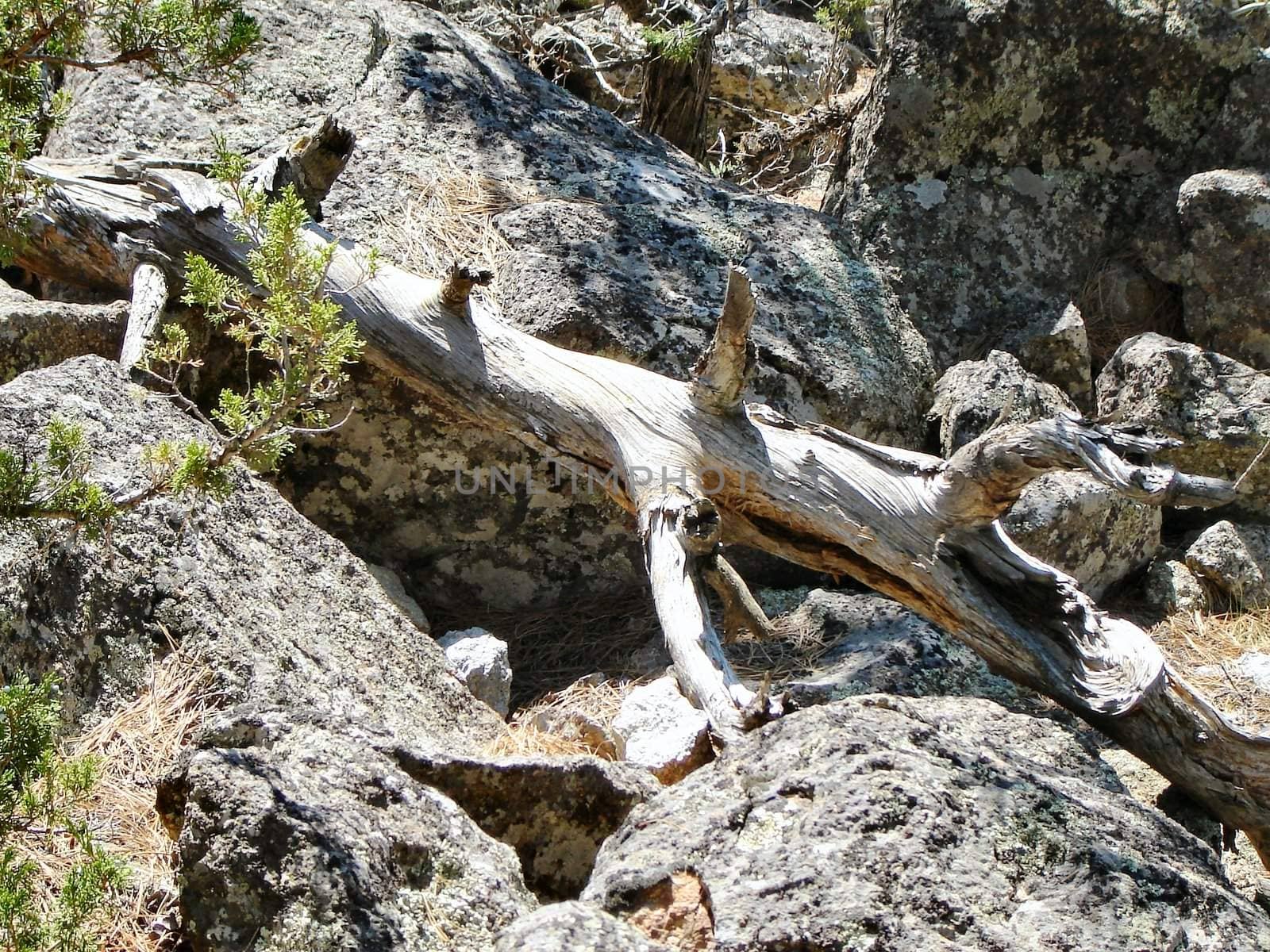 Rocks and branches