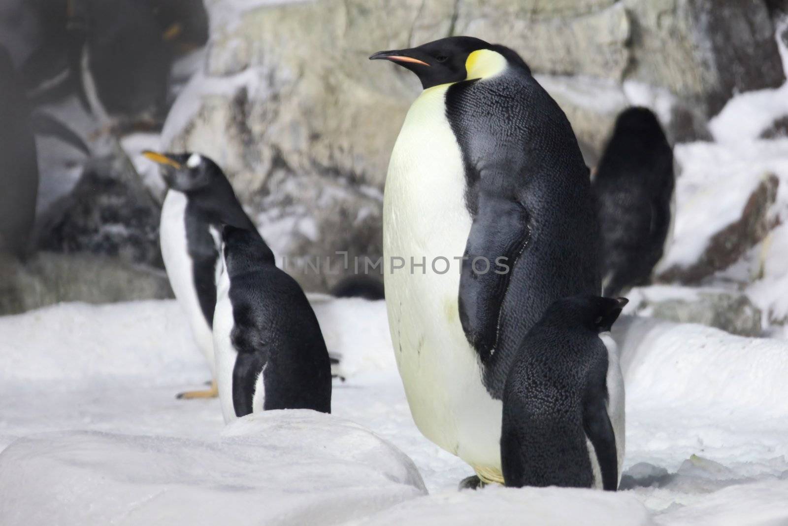 Emperor Penguin Looking On- Note Shot in High ISO Due to Low Light Conditions