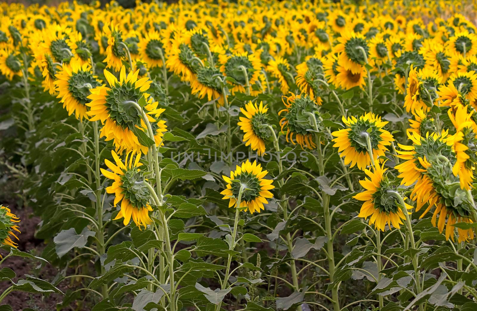 blooming sunflowers by zhannaprokopeva