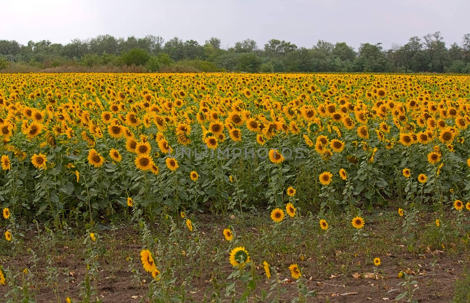 Large field of blooming sunflowers on sky background.