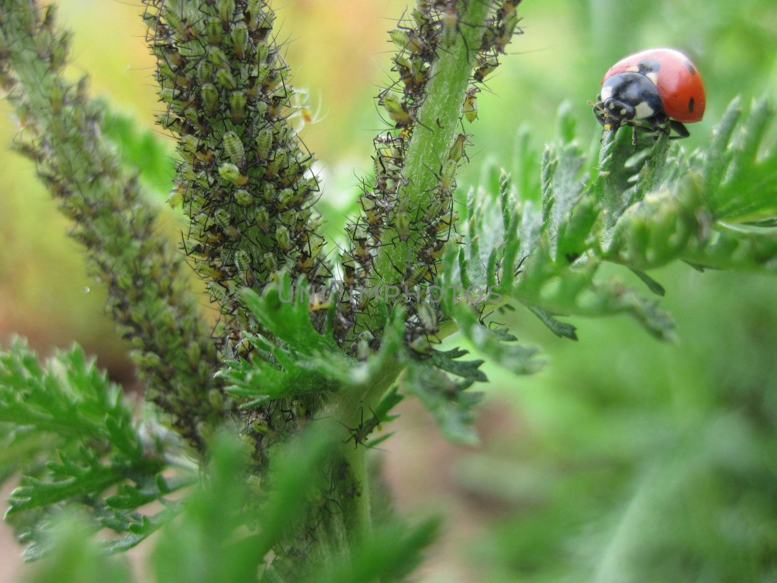 devour aphids Yarrow