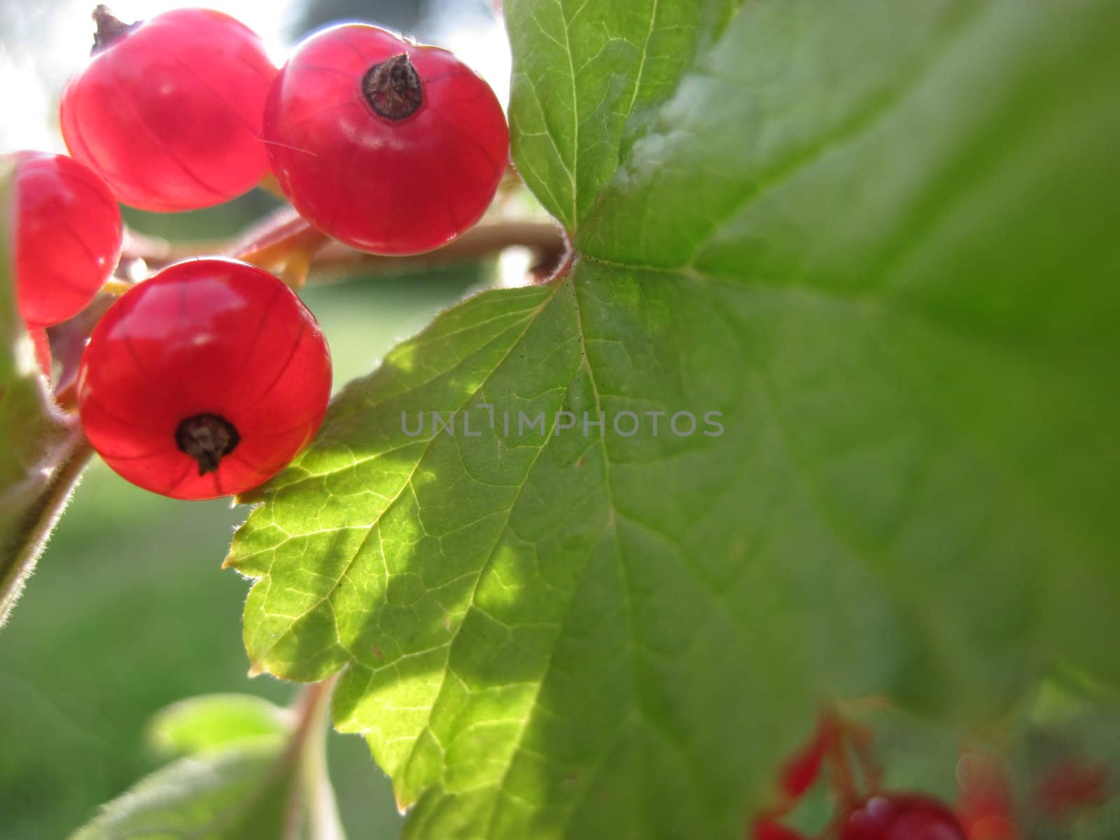 red currant by max.domarov