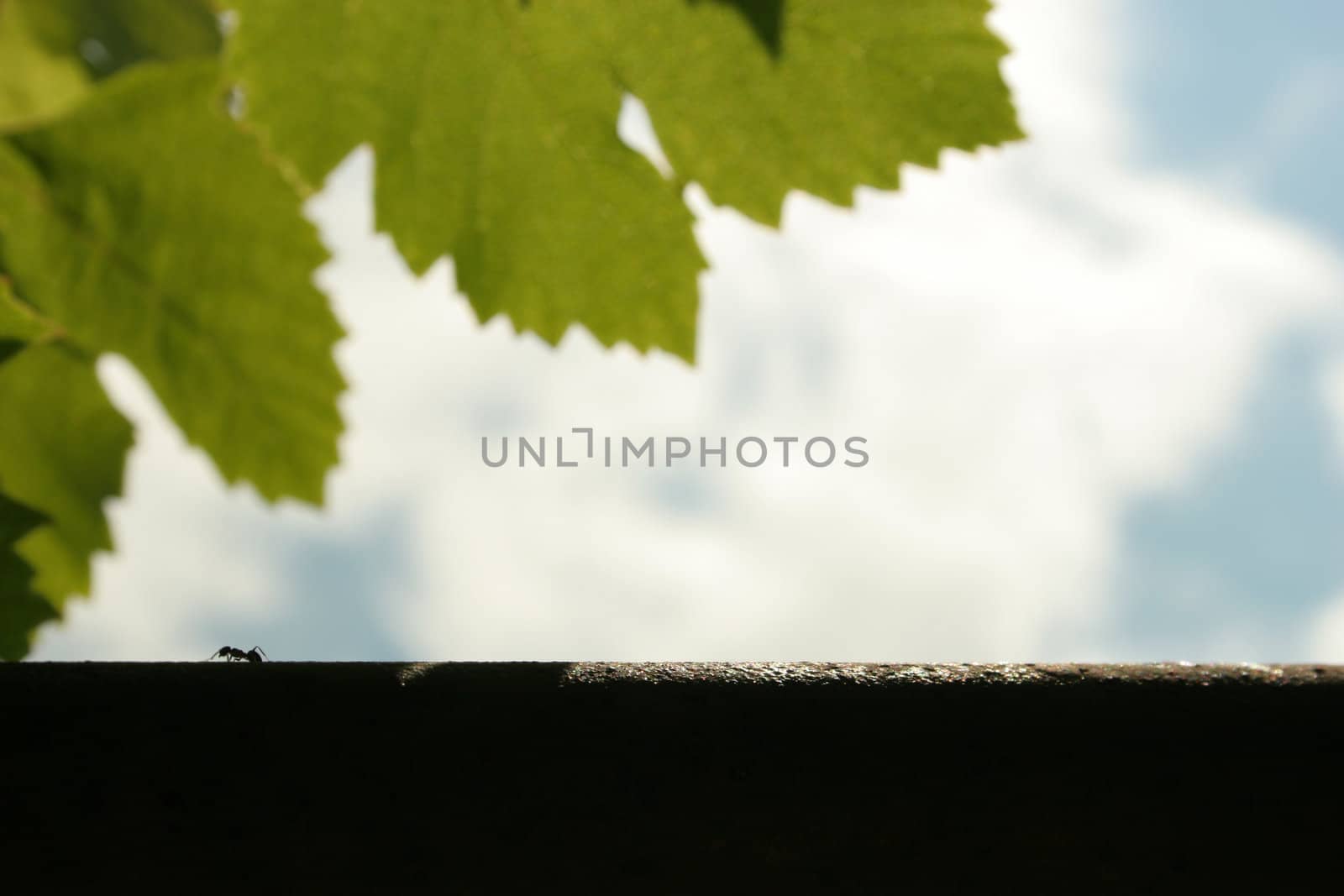 Ant under the tree