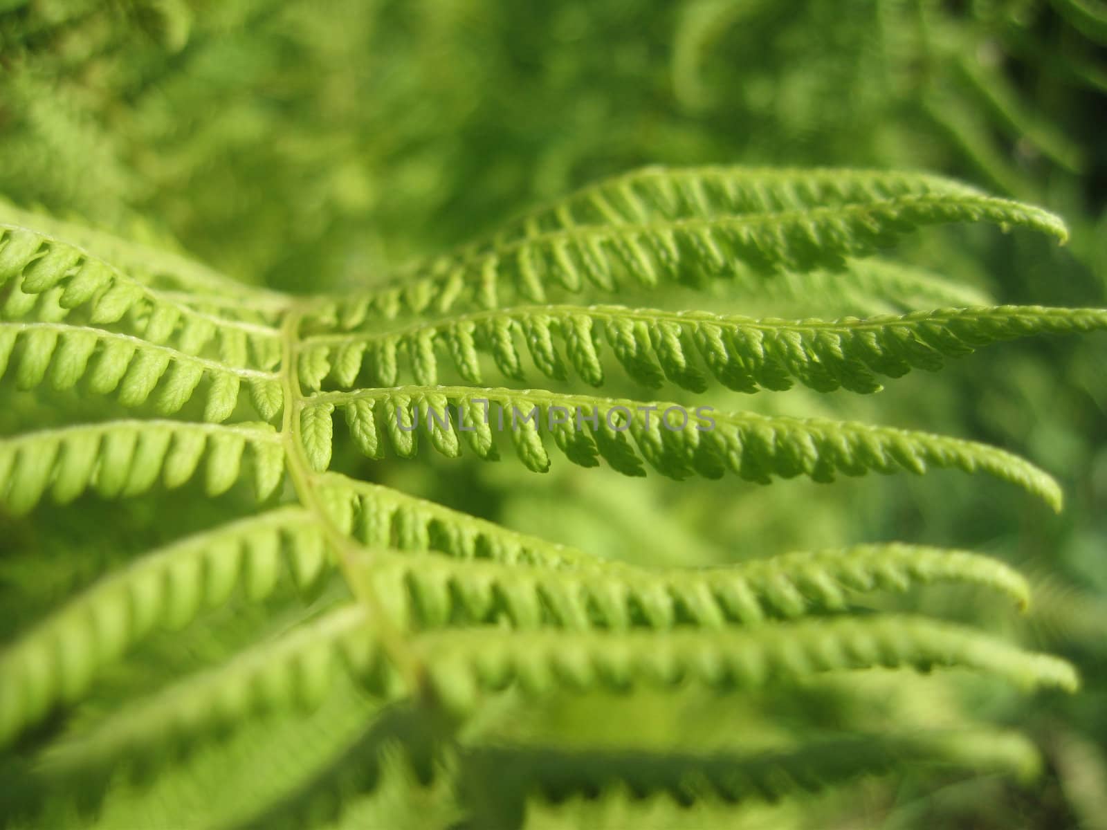 fern close-up