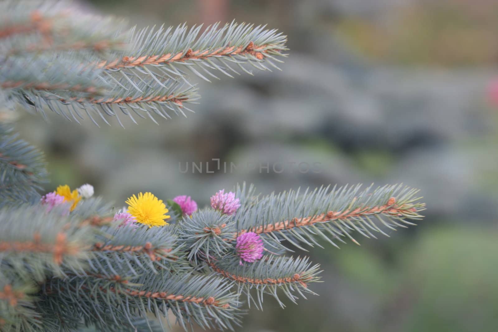 clover, dandelion, fir by max.domarov