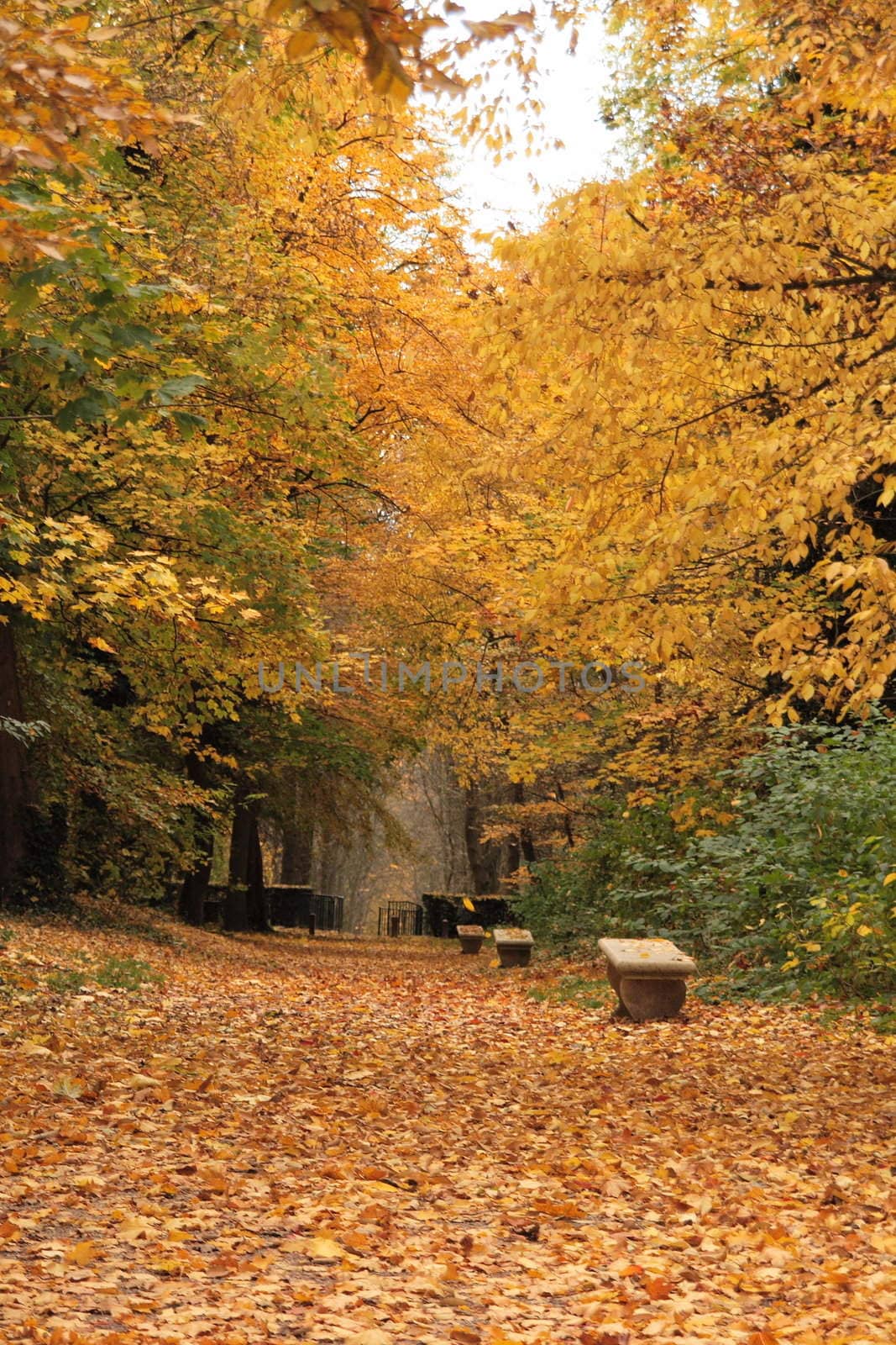 Forest trail in France, period autumn