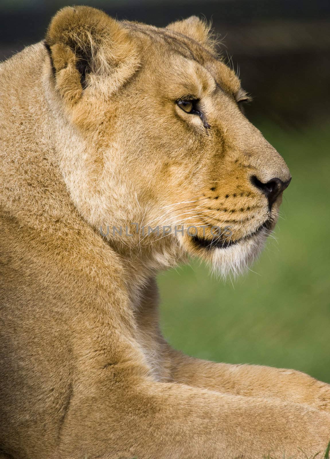 Close up of a Lioness (Panthera leo)