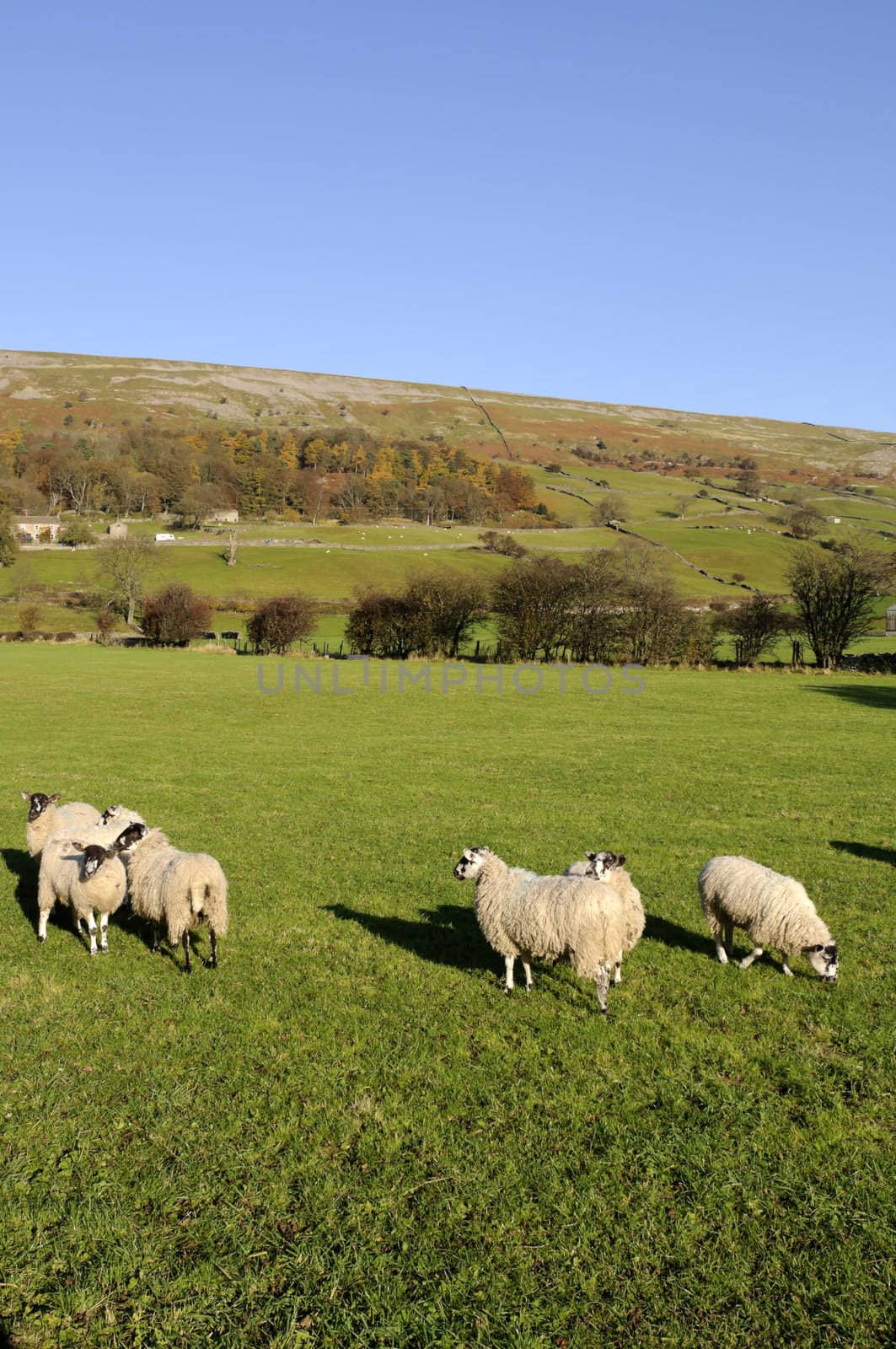 Farmalnd in Swaledale valley Yorkshire Dales England 